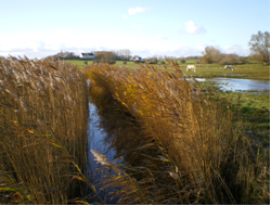 Hiddensee